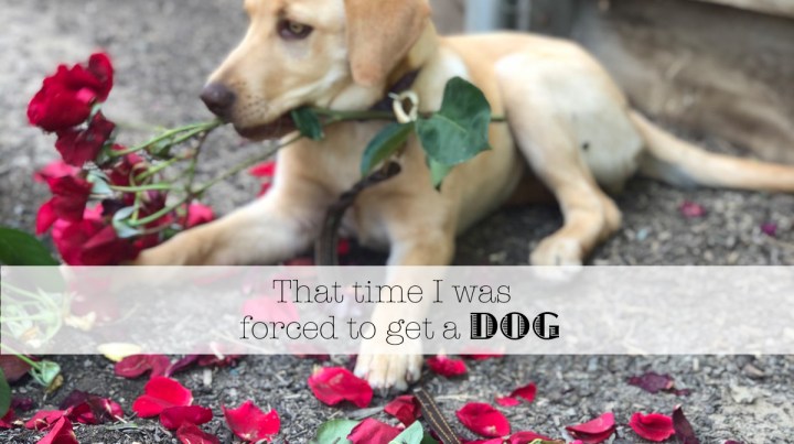 That Time I Was Forced To Get A&nbsp;Dog